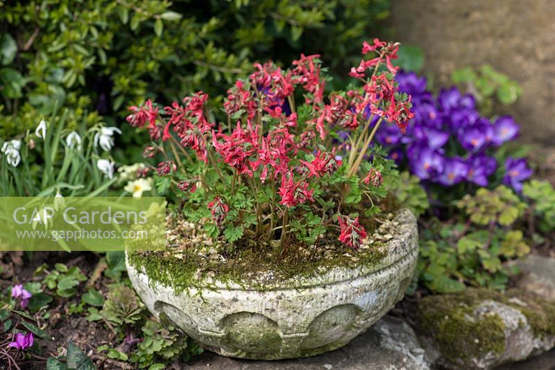 Corydalis subsp. solida 'George Baker', a small herbaceous perennial producing tubular orange red flowers in spring.
