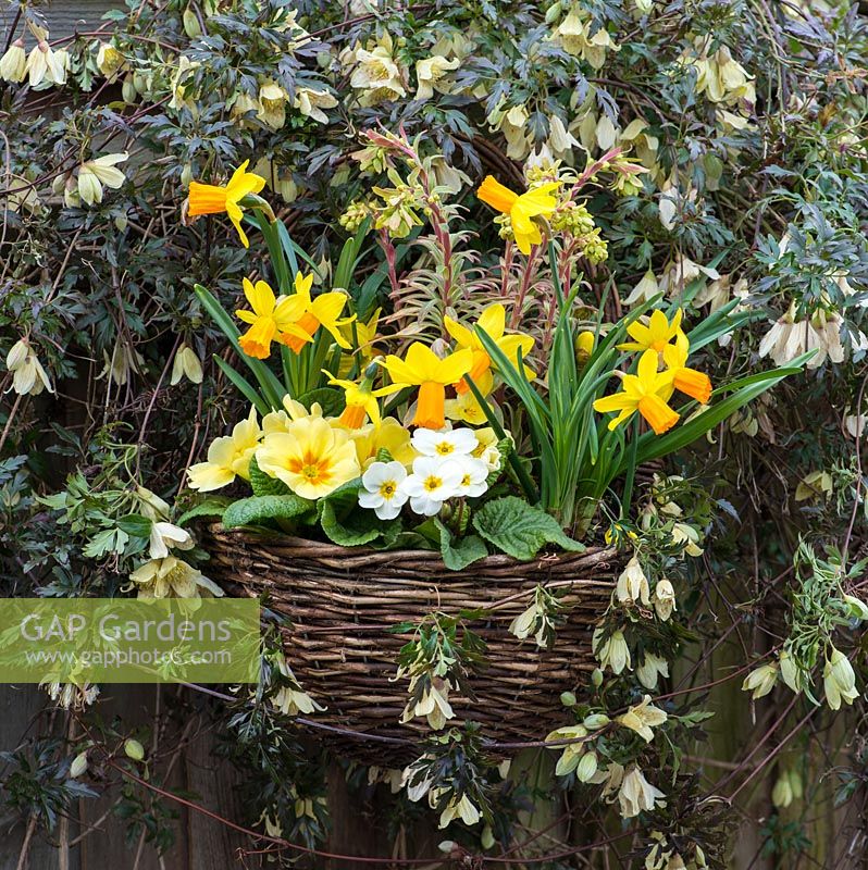 A spring display with Narcissus 'Jetfire' and Primula vulgaris in a basket surrounded by Clematis cirrhosa var. balearica.