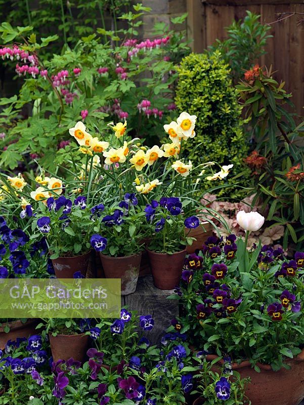 A spring display of Narcissus 'La belle' with pots of bedding Viola 'Denim Jump Up'