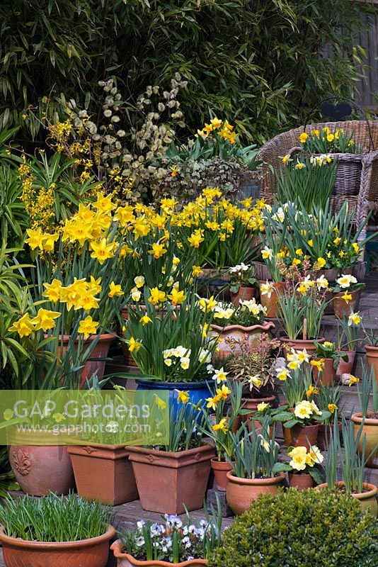 Tiered spring container display - with Narcissus 'Rijnveld's Early Sensation'. N. 'Jetfire' and 'Topolino', N. 'Sweetness' in wooden planter. N. 'Jack Snipe'. Euphorbia martinii 'Ascot Rainbow', violas and primulas.