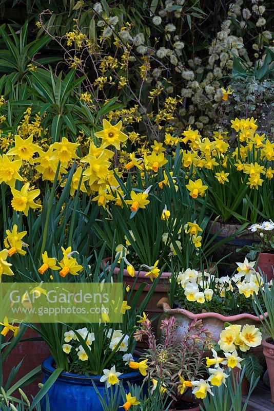 Tiered spring container display - with Narcissus 'Rijnveld's Early Sensation'. N. 'Jetfire' and 'Topolino', N. 'Sweetness' in wooden planter. N. 'Jack Snipe'. Euphorbia martinii 'Ascot Rainbow'