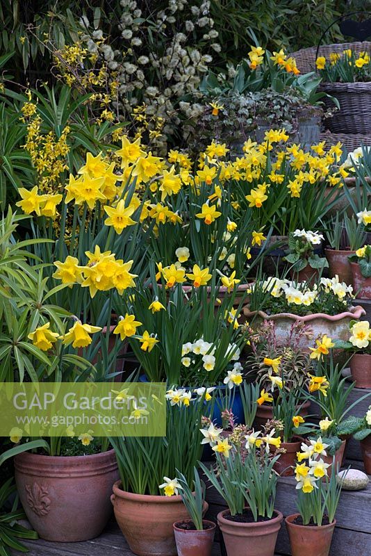Collection of early flowering daffodils in pots. Including Narcissus - Early Rijnveld's 'Early Sensation', N. J'ack Snipe', N 'Topolino'. Narcissus 'Jetfire', Narcissus 'Sweetness'. Yellow and white primulas and violas. Euphorbia x martinii Ascot Rainbow. Behind, pussy willow and forsythia.