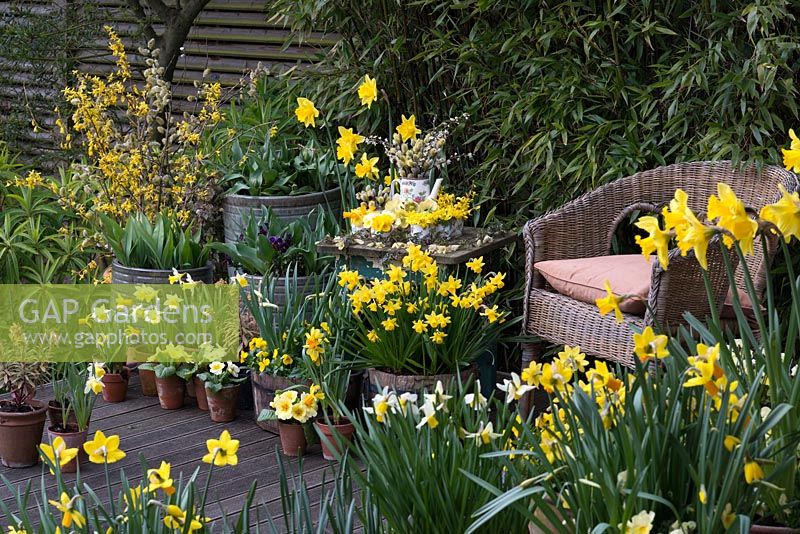 On wooden deck, collection of early flowering daffodils welcome in spring with their golden flowers.