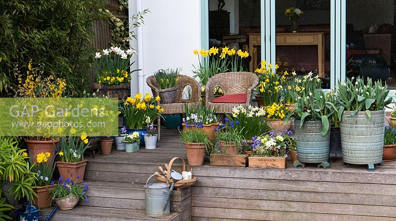 Wooden raised deck with spring containers of violas, primulas and daffodils 