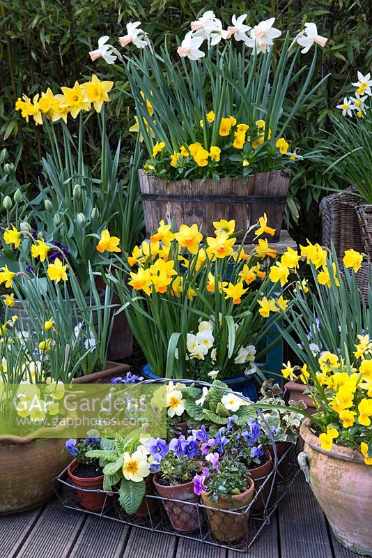 Spring container display. Clockwise - far left to right, Narcissus obvallaris, N. 'Jetfire', N. Rijnveld's 'Early Sensation', Narcissus cyclamineus 'Cotinga', N. 'Jack  Snipe' . Violas and primulas in little pots at front 