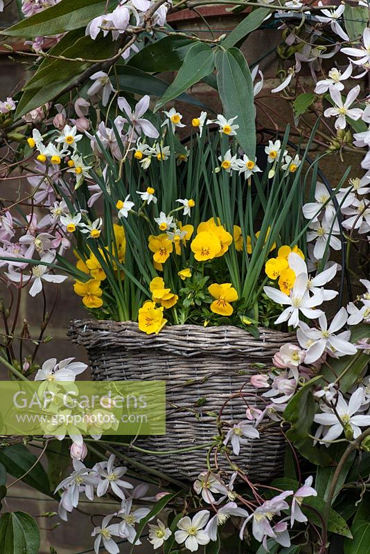 Wall basket of Narcissus canaliculatus, miniature narcissi, surrounded by Clematis armandii