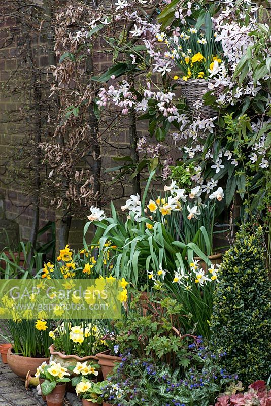 Container display on terrace, spring. Clockwise, left to right -  Narcissus 'Double Smiles', N. 'Jetfire', N. 'Jonquilla Derringer', Narcissus cyclamineus 'Cotinga', N. 'Jack Snipe', N. obvallaris. Above, Clematis armandii edges wall basket of N. canaliculatus. In bed on right, blue pulmonaria and dicentra. Primulas in small pots.