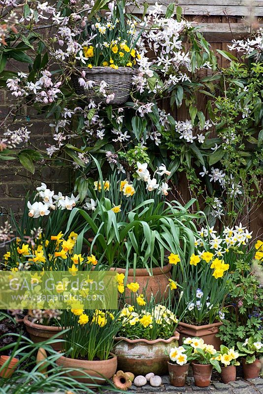Spring ontainer display. Clockwise, left to right - Narcissus 'Double Smiles', N. 'Jetfire', N. 'Jonquilla Derringer', Narcissus cyclamineus 'Cotinga', N. 'Jack  Snipe', N. obvallaris. Above, Clematis armandii edges wall basket of N. canaliculatus. In bed on right, blue pulmonaria and dicentra. Primulas in small pots.