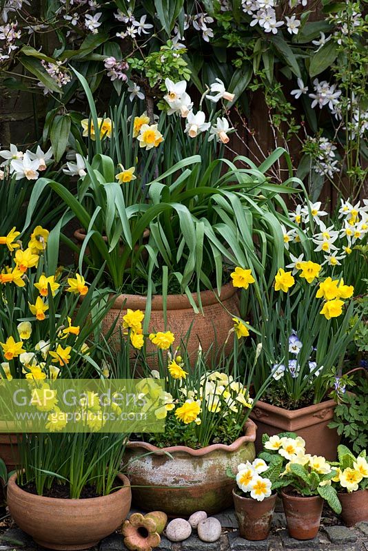 Spring container display. Clockwise, left to right: Narcissus 'Double Smiles', N. 'Jetfire', N. jonquilla 'Derringer', Narcissus cyclamineus 'Cotinga', N. 'Jack  Snipe', N. obvallaris. Above, Clematis armandii. Primulas in small pots.