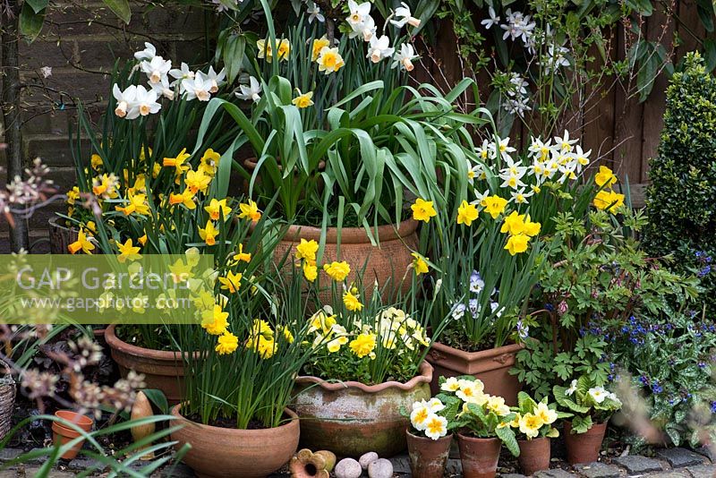 Spring container arrangement. Clockwise, left to right - Narcissus 'Double Smiles', N. 'Jetfire', N. jonquilla 'Derringer', Narcissus cyclamineus 'Cotinga', N. 'Jack  Snipe', N. obvallaris. Above, Clematis armandii. Primulas in small pots. 