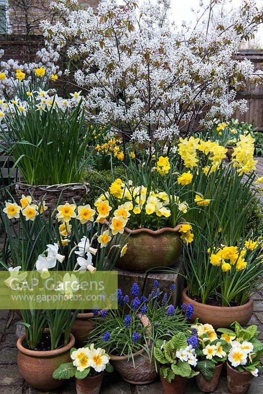 Spring flowering daffodils in front of Amelanchier x lamarckii in blossom. Clockwise left to right Narcissus cyclamineus 'Cotinga', N. jonquilla 'Derringer', N. 'Jack Snipe', N. 'Double Smiles' with golden violas, N. 'Pippit' and N. 'Double Smiles' again. Below, blue viola grape hyacinths and golden primula.