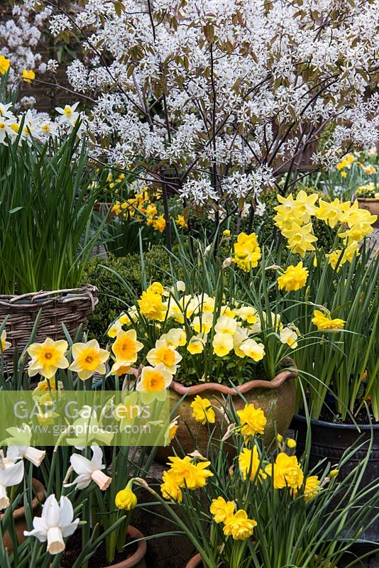 Spring flowering daffodils in front of Amelanchier x lamarckii in blossom. Clockwise left to right -  Narcissus cyclamineus 'Cotinga', N. jonquilla 'Derringer', N. 'Jack Snipe', N. 'Double Smiles' with golden violas, N. 'Pippit' and N. 'Double Smiles' again. Below, blue viola and golden primula.