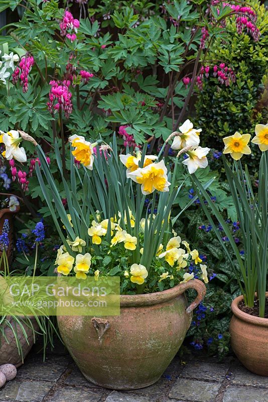 A spring container display with Narcissus 'Orangerie', Liriope, muscari, viola and Lamprocapnos spectabilis behind.
