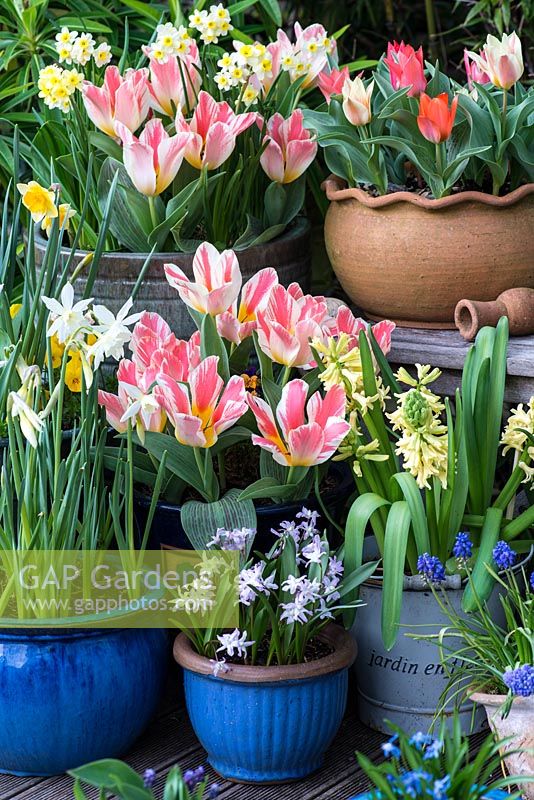 Arrangement of pots containing spring flowering bulbs for early colour - Tulipa greigii Tsar Peter and Pandour, Narcissus jonquilla Derringer, Narcissus tazetta, Hyacinthus orientalis City of Harlem, Muscari armeniacum, Scilla siberica and Chionodoxa forbesii Giant Pink.