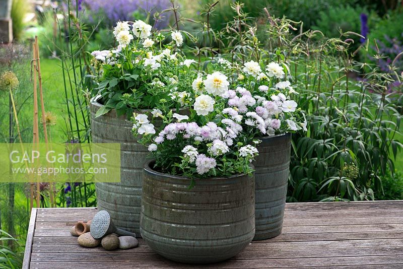 White themed containers planted with white trailing verbena, Dahlietta Select 'Blanca', white surfinia petunias and Victoria Aster