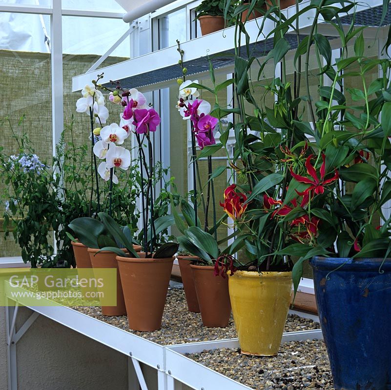 Exotic orchids and plumbago thrive in a heated greenhouse.