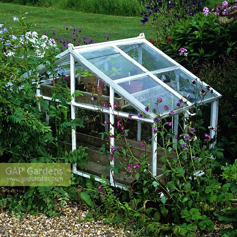 A Victorian, timber and glass cold frame is partly set in a bed of campion, aquilegia, sweet rocket and French lavender.