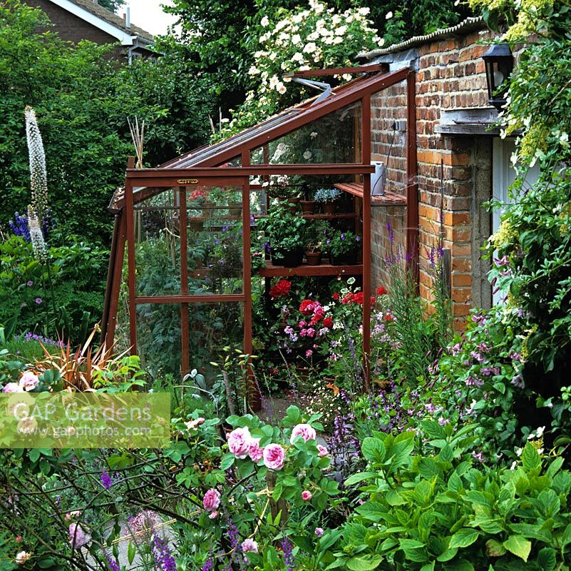 Wooden lean-to greenhouse filled with pelargonium. Outside, rambling rose on wall, delphinium and eremurus.