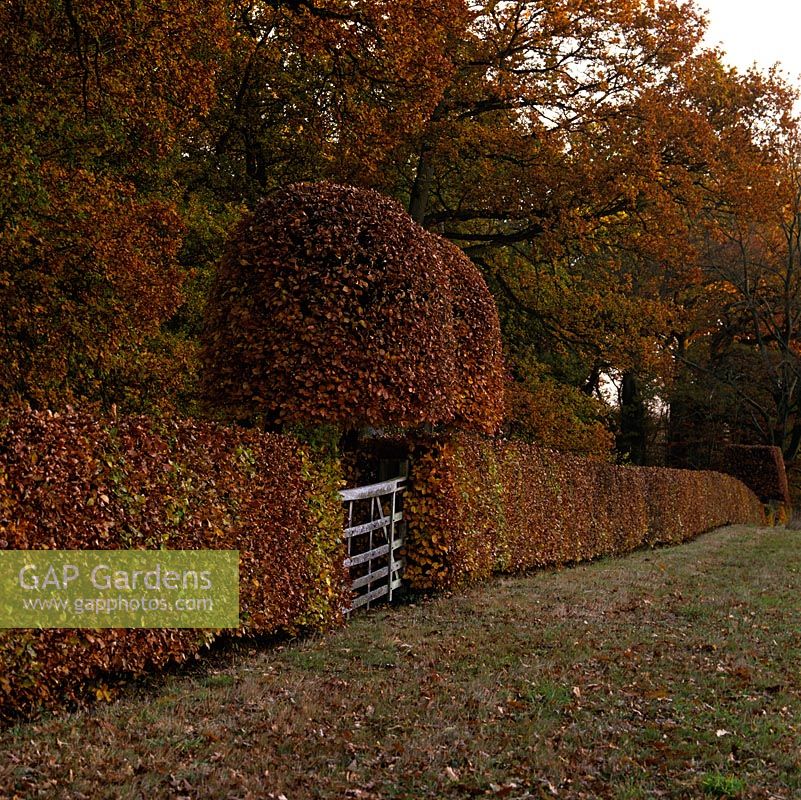 In autumn, a beech hedge of copper leaves. Two clipped beech mark five bar wooden gate into field.
