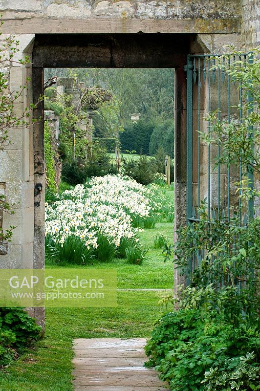 Narcissus 'Mercato' framed by a gate way.