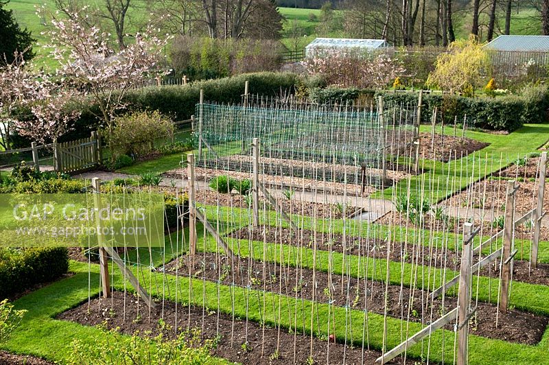 The Pickery, cutting garden with recently planted beds of sweetpeas.