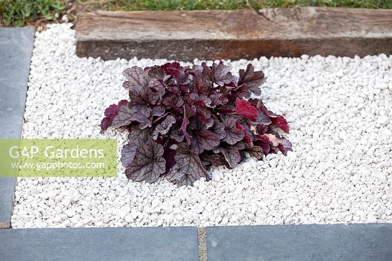 Heuchera planted and surrounded by gravel, in gravel garden.