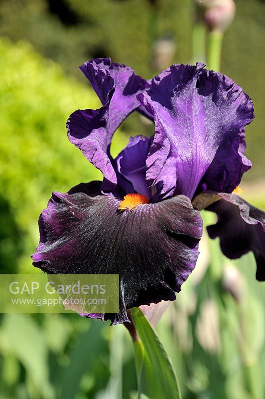Iris germanica 'Local Color'