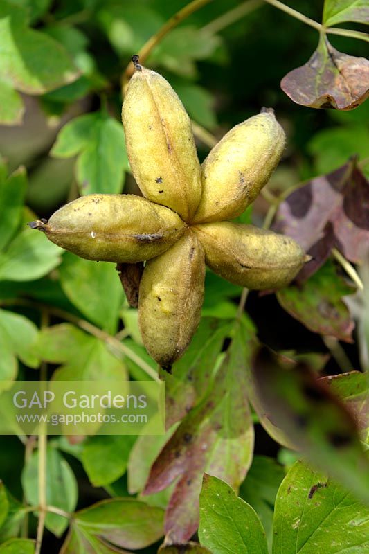 Paeonia lactiflora - Chinese Peony seed pods