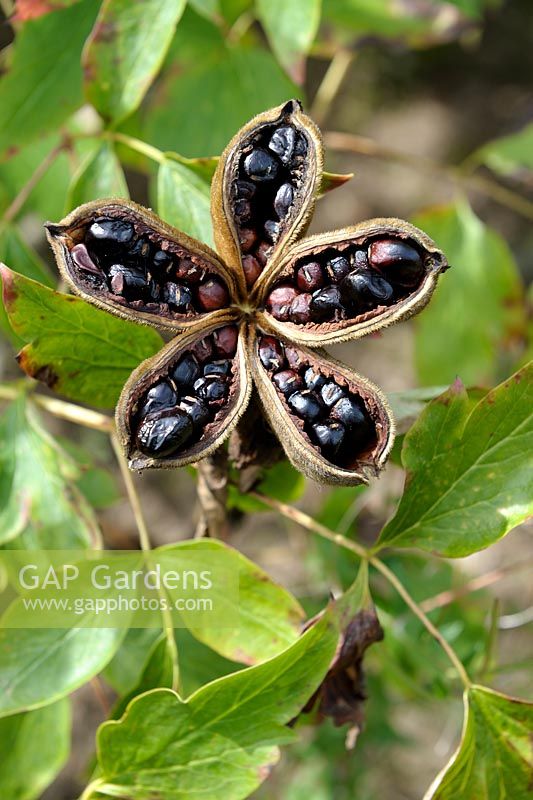 Paeonia lactiflora - Chinese Peony pods with seeds