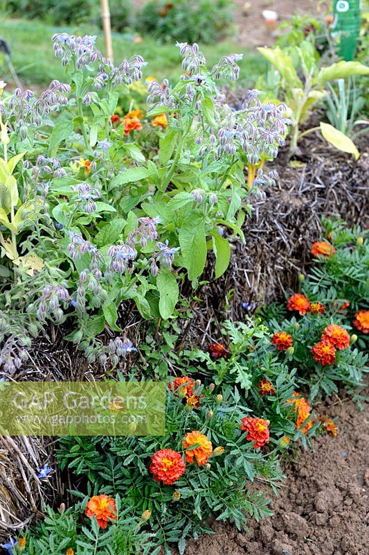 Growing Borage in straw bale underplanted with Tagetes