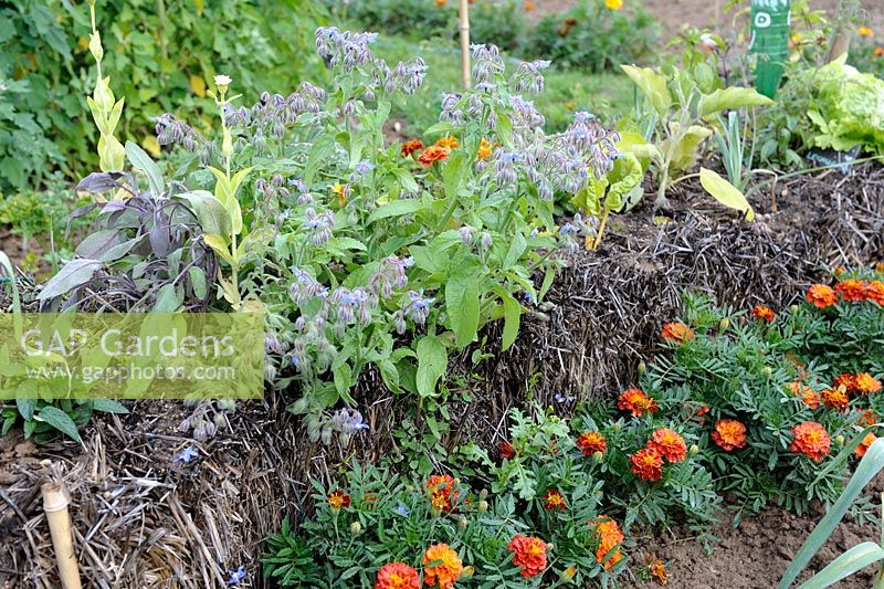 Growing Borage and Sage in straw bale underplanted with Tagetes