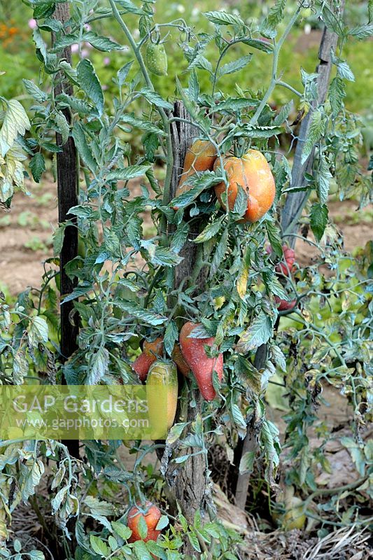 Tomatoes 'Andine Cornue' with Bordeaux mixture sprayed as preventive treatment