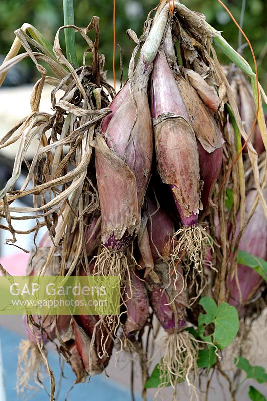 Allium cepa - Onion 'Long Red Florence' drying after harvest