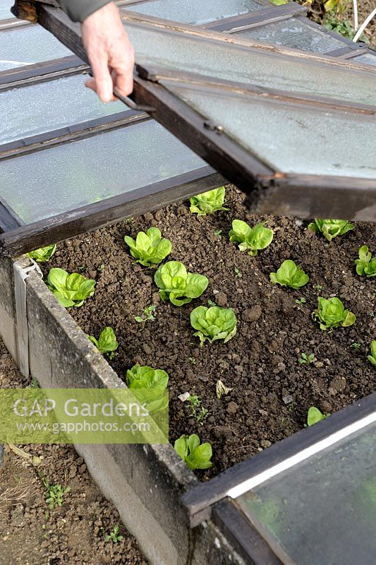 Opening a cold frame to ventilate young salads in autumn