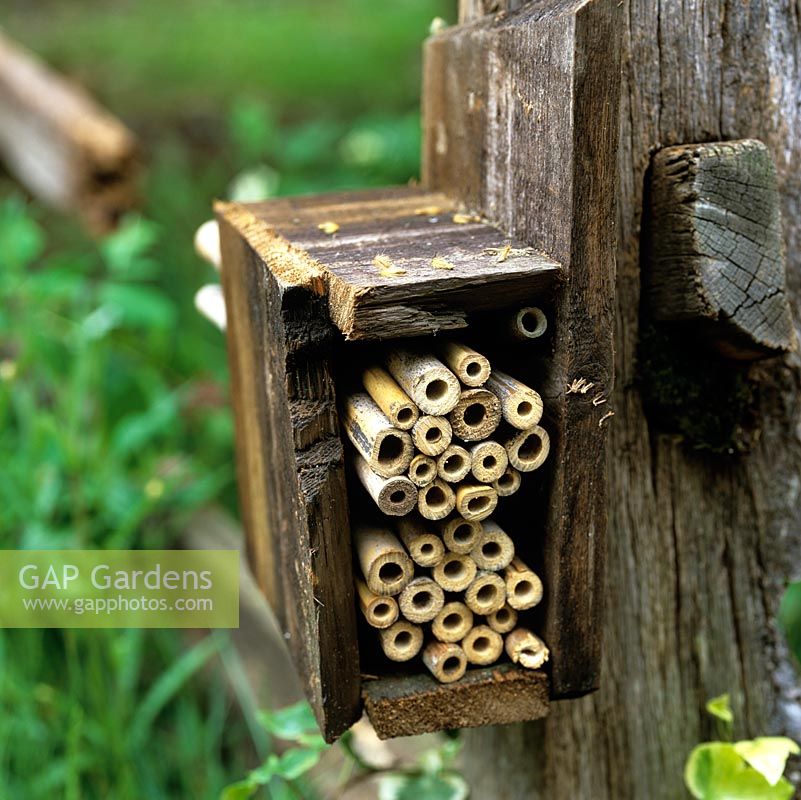 Fixed to a wooden post, a box filled with short lengths of bamboo canes offers shelter to solitary bees.