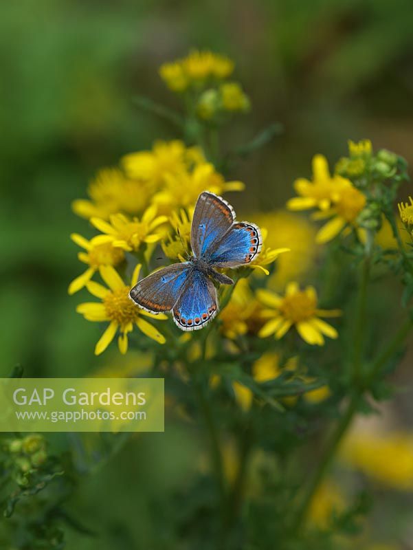 Polyommatus bellargus - Adonis Blue butterfly feeds on Senecio jacobaea - common ragwort 