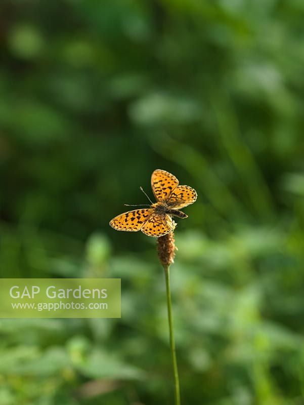 Pearl-bordered Fritillary butterfly - Boloria euphrosyne is rare, confined to woodland clearings or some sheltered grassland. Rests on plantain.