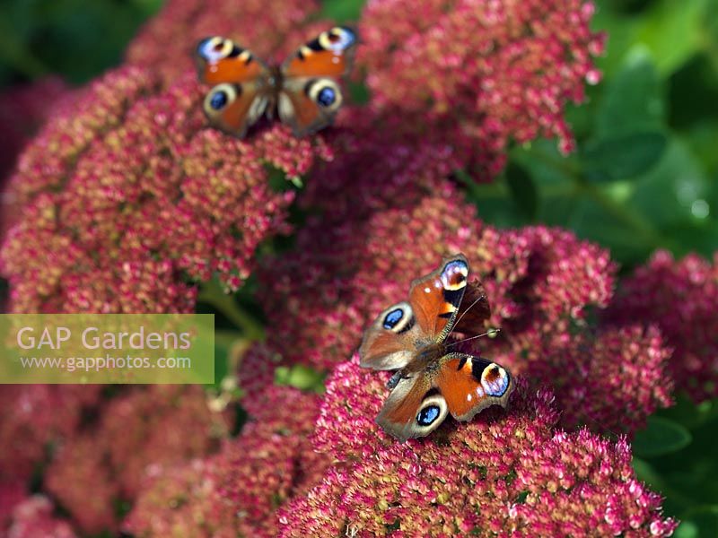 Peacock butterfly - Inachis io is one of the UK's most common garden visitors, searching for nectar on a wide range of flowers, such as ice plant - Sedum spectabile