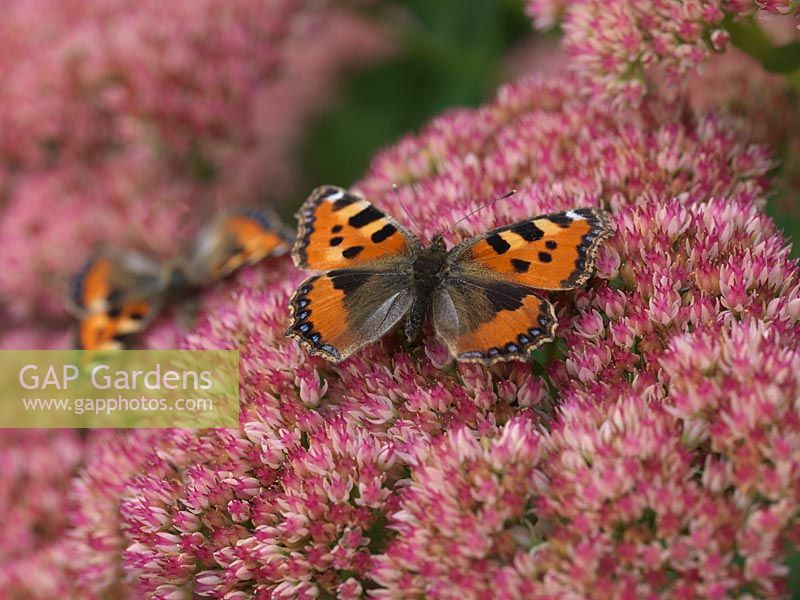 Small Tortoiseshell - Aglais urticae is common throughout the British Isles, seeking out nectar rich plants such as ice plant - Sedum spectabile