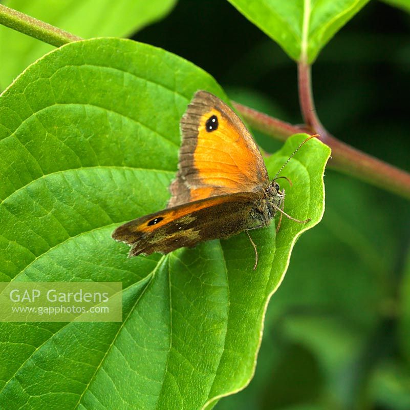 Pyronia tithonus - Gatekeeper butterfly rests on a leaf.