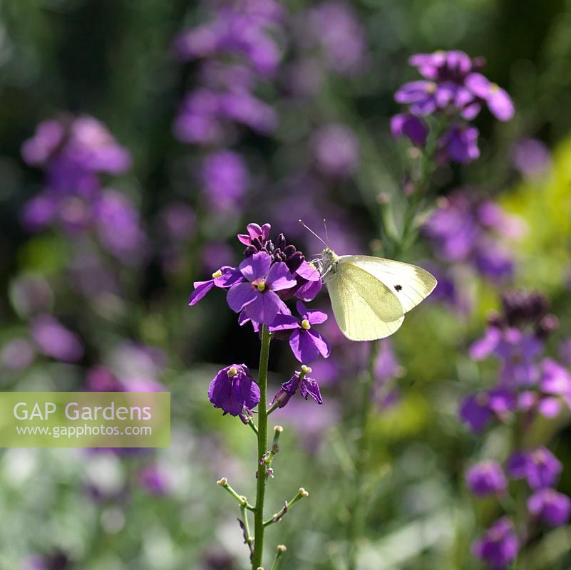 Small White Butterfly - Pieris rapae alights on purple wallflower - Erysimum 'Bowles Mauve'