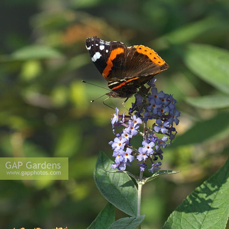 Red Admiral butterfly - Vanessa atalanta perches on top of buddleia, butterfly bush.