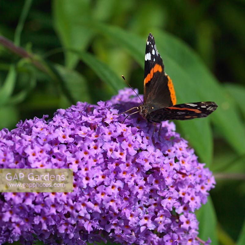 Vanessa atalanta - Red Admiral butterfly lands on buddleia, butterfly bush.