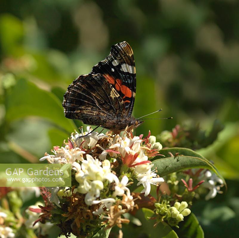 Red Admiral butterfly - Vanessa atalanta perches with wings folded together on flowerhead.