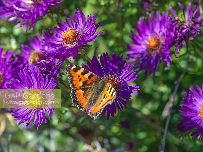 Small Tortoiseshell butterfly - Aglais urticae lands on purple Michaelmas daisy - Aster novi-belgii