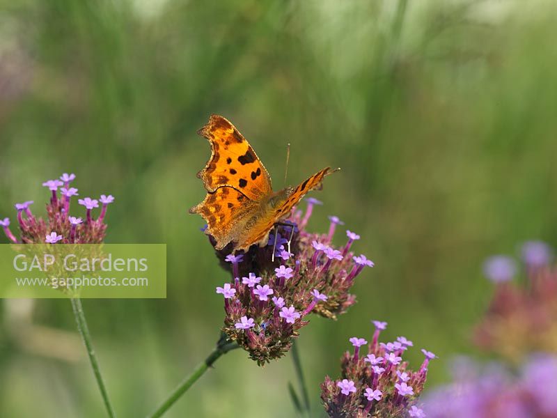 Comma butterfly - Polygonia c-album perches on purple flowerhead of Verbena bonariensis, easily identified by the ragged outline to the wings.