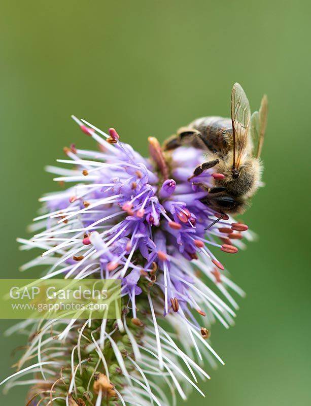 Honey bee feasting on nectar on Veronicastrum virginicum, Culver's foot, which flowers from mid summer, a tall, branched herbaceous perennial.