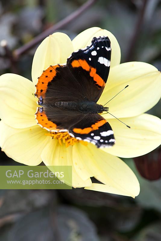 Red admiral butterly alights on golden dahlia.