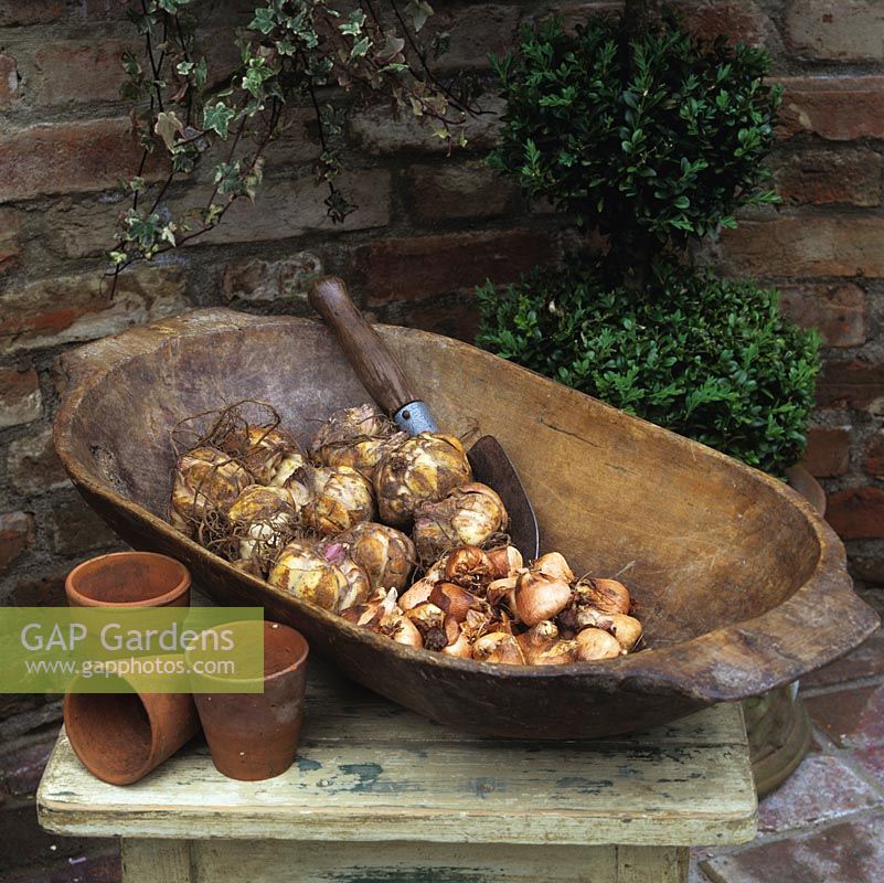 Bulbs await planting in a Turkish wooden bowl used for kneading dough before it is left to rise. Old terracotta flower pots lie on reclaimed table.