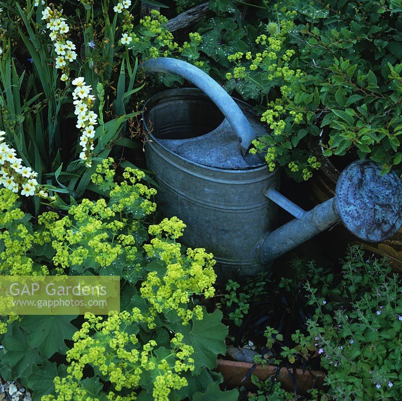 Retired galvanised watering can set amongst Alchemilla mollis and sisyrinchium.